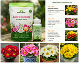 Rose Primrose Flower Seeds with Plant Growth Supplement – Pack of 2
