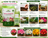 Rose Primrose Flower Seeds with Plant Growth Supplement – Pack of 2