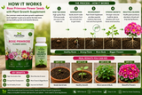 Rose Primrose Flower Seeds with Plant Growth Supplement – Pack of 2